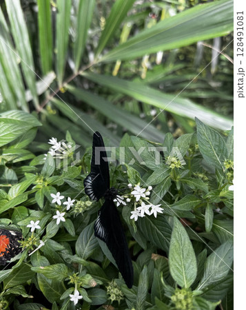 butterfly resting on leaves. High quality photo 128491081