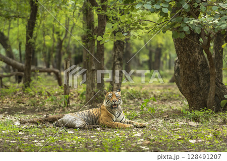 Showstopper wild dominant indian male tiger or panthera tigris sitting in natural green background in monsoon season jungle safari at Ranthambore National Park Forest Reserve Rajasthan India Showstopper wild dominant indian male tiger or panthera tigris sitting in natural green background in monsoon season jungle safari at Ranthambore National Park Forest Reserve Rajasthan India 128491207