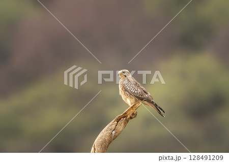 White eyed buzzard or Butastur teesa perched in natural green background in winter season safari at tal chhapar blackbuck forest sanctuary churu rajasthan india 128491209