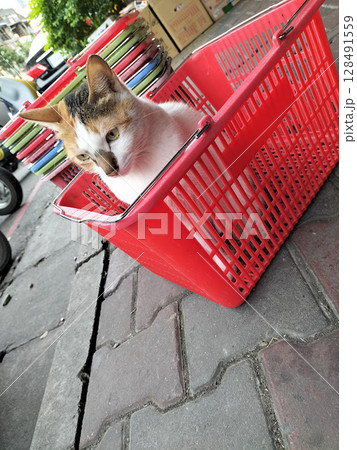 台湾宜蘭市駄菓子屋さんのネコ 128491559
