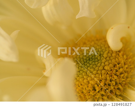 11月に咲いた可愛らしいキクの花 128491827