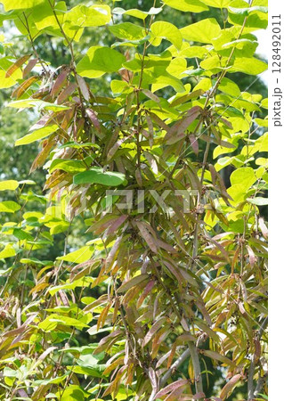 ハナズオウの豆果・2025年5月 128492011