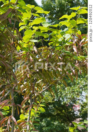 ハナズオウの豆果・2025年5月 128492012