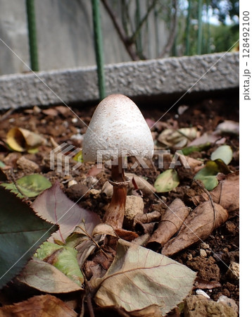 カラカサタケ 128492100