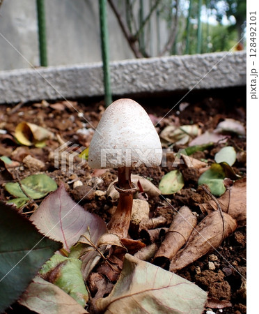 カラカサタケ 128492101