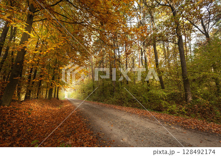 Straight dirt road in beautiful colorful autumn forest, October day in eastern Poland Straight dirt road in beautiful colorful autumn forest, October day in eastern Poland 128492174