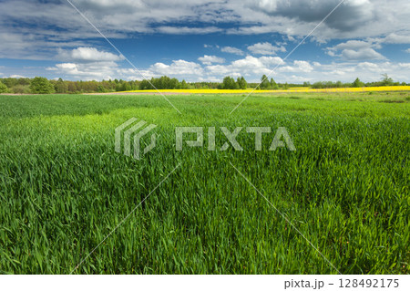 Fresh growing field and clouds on the sky, spring rural view with vivid colors 128492175
