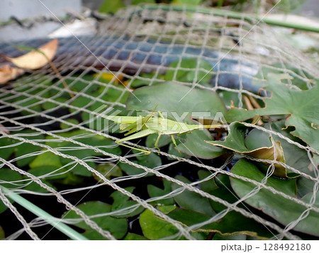 ネット上のオンブバッタ 128492180