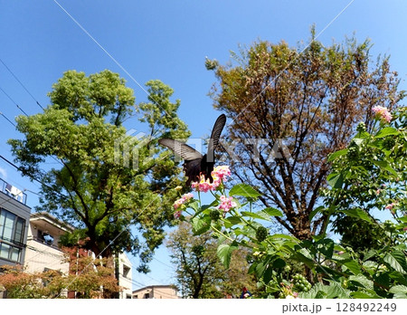 クロアゲハとランタナ 128492249