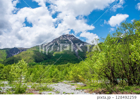 上高地の風景《爽やかな新緑と焼岳》 128492259