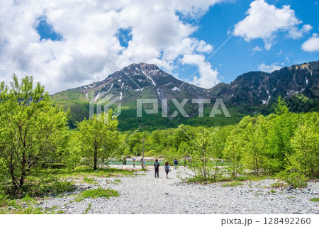上高地の風景《爽やかな新緑と焼岳》 128492260