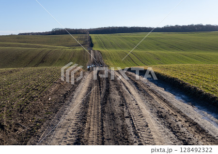 Rugged dirt road stretches through lush fields, showcasing the serene beauty of agricultural land in early spring 128492322