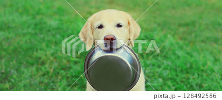 Golden Retriever dog holds empty bowl in teeth asking for food in summer park Golden Retriever dog holds empty bowl in teeth asking for food in summer park 128492586