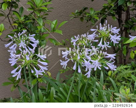 春の庭に咲く薄紫色のアガパンサスの花 128492614