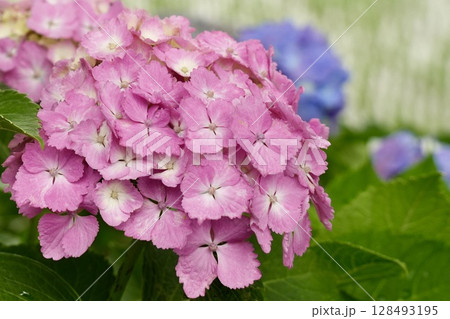 ふんわり咲くピンクの紫陽花 128493195