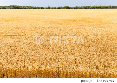 Field of wheat swaying in the wind. 128493793
