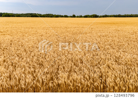 Golden wheat field under clear blue sky. Golden wheat field under clear blue sky. 128493796