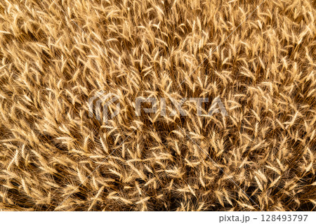 Golden wheat fields in the fall. Golden wheat fields in the fall. 128493797