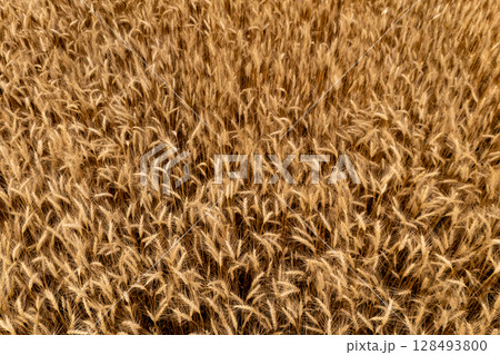 Golden wheat field in the fall. Golden wheat field in the fall. 128493800