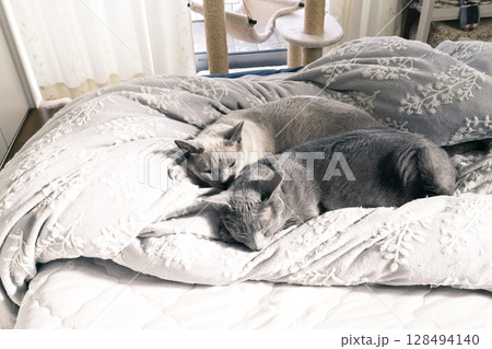 家猫の素材 128494140
