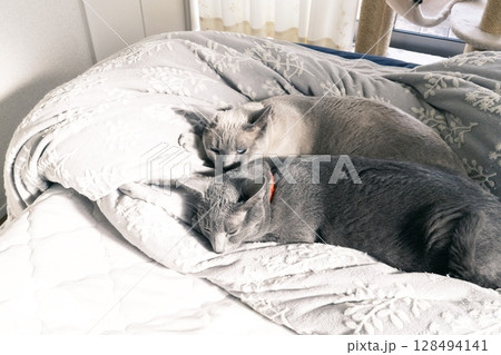 家猫の素材 128494141