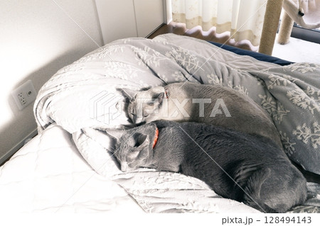 家猫の素材 家猫の素材 128494143