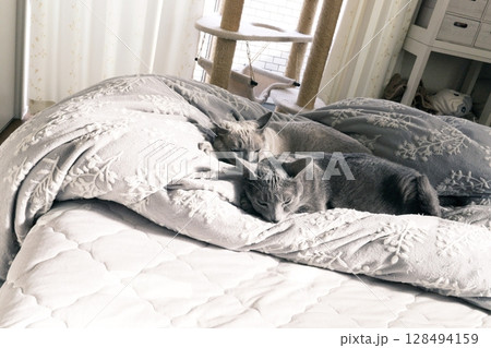 家猫の素材 128494159