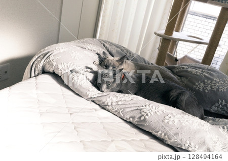 家猫の素材 128494164