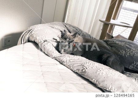 家猫の素材 128494165