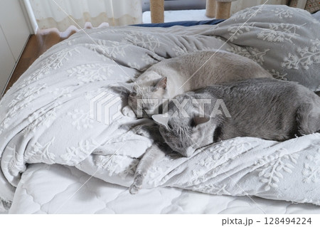 家猫の素材 128494224