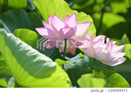 蓮の花のある風景 128494471