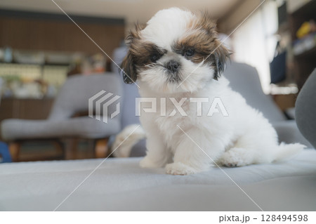 子犬のシーズー 128494598