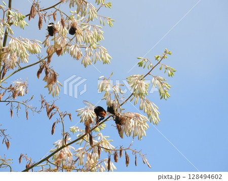満開のケシ科の多年草「タケニグサ（竹似草）」 128494602