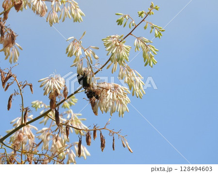 満開のケシ科の多年草「タケニグサ(竹似草)」 満開のケシ科の多年草「タケニグサ(竹似草)」 128494603
