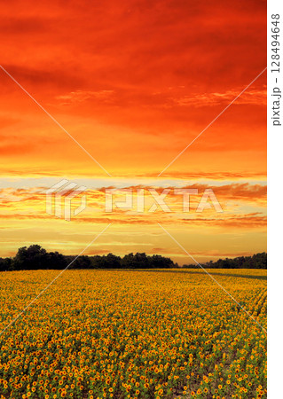夏の北海道 夕焼け色に包まれた北竜町のひまわり畑 夏の北海道 夕焼け色に包まれた北竜町のひまわり畑 128494648