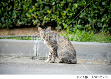 The Gray cat watch and sitting The Gray cat watch and sitting 128494750