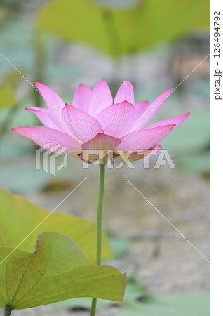 鮮やかなピンク色の蓮の花 鮮やかなピンク色の蓮の花 128494792