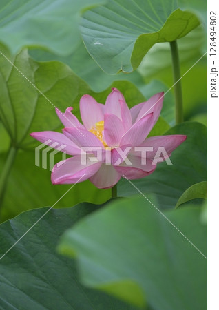 蓮の花のある風景 蓮の花のある風景 128494802