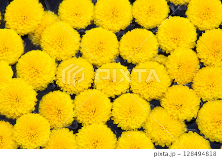 小菊　食用菊 128494818