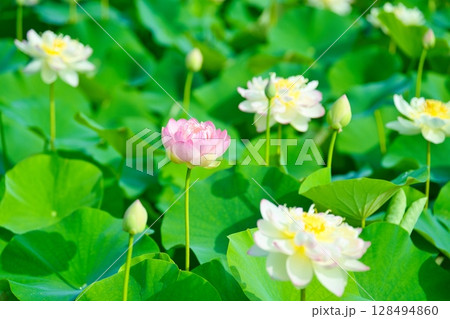 勝岡の蓮池 R7年 勝岡の蓮池 R7年 128494860