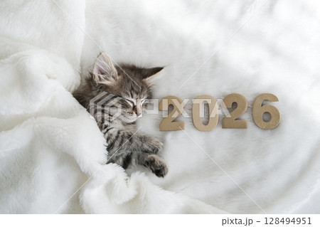 Cozy tabby kitten sleeps soundly under a white blanket with 2026 written in golden numbers next to it, symbolizing peaceful new year or beginning Cozy tabby kitten sleeps soundly under a white blanket with 2026 written in golden numbers next to it, symbolizing peaceful new year or beginning 128494951
