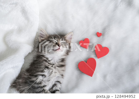 Adorable tabby kitten sleeps peacefully on soft white blanket beside three red hearts, symbolizing love and warmth 128494952