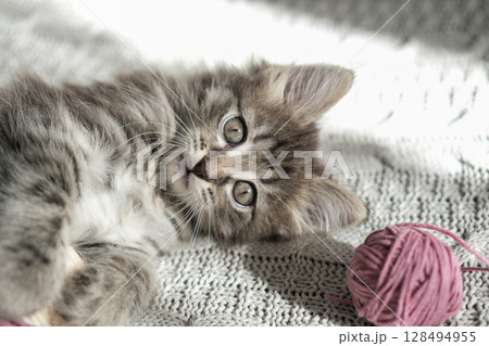 Charming fluffy tabby kitten with large curious eyes lies on knitted blanket next to ball of pink yarn, evoking playfulness and coziness 128494955