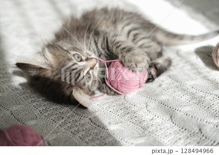 Fluffy tabby kitten playfully engages with pink ball of yarn on knitted blanket. Ideal for themes of pet play, crafts and cozy domestic scenes Fluffy tabby kitten playfully engages with pink ball of yarn on knitted blanket. Ideal for themes of pet play, crafts and cozy domestic scenes 128494966