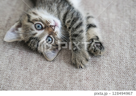 Adorable tabby kitten with captivating blue eyes lies on its back on a beige knitted blanket, looking playfully at the camera 128494967