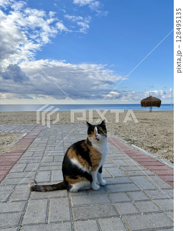 street cat walks through the evening city. High quality photo 128495135
