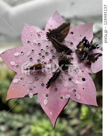 butterfly resting on leaves. High quality photo 128495137