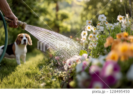 ビーグル犬と芝生の庭の花 128495450