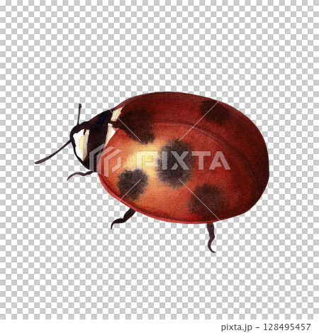Watercolor hand-drawn red ladybug. Watercolor hand-drawn red ladybug. 128495457