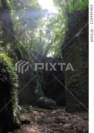 シダの群落の谷から後ろ、伊尾木洞方向を見る シダの群落の谷から後ろ、伊尾木洞方向を見る 128495464